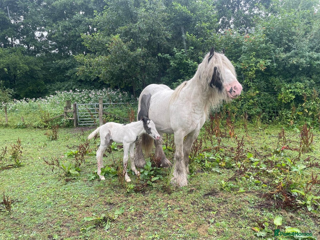 Irish Cob horses for sale: Traditional Cob & Filly Foal at Foot - Image 5