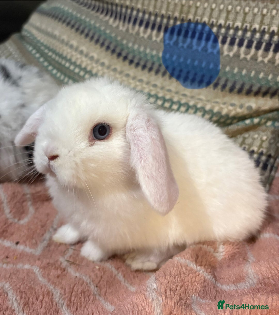 Mini Lop rabbits for sale: 8 beautiful friendly baby mini lops  - Image 25