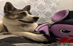 Akita dogs for sale: Rehoming Daisy Open To Offers  in Belvedere - Image 7