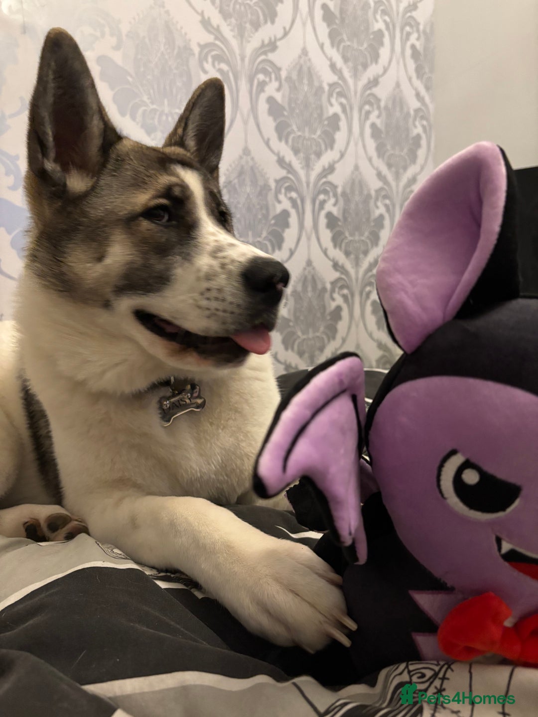 Akita dogs for sale: Rehoming Daisy Open To Offers  in Belvedere - Image 7