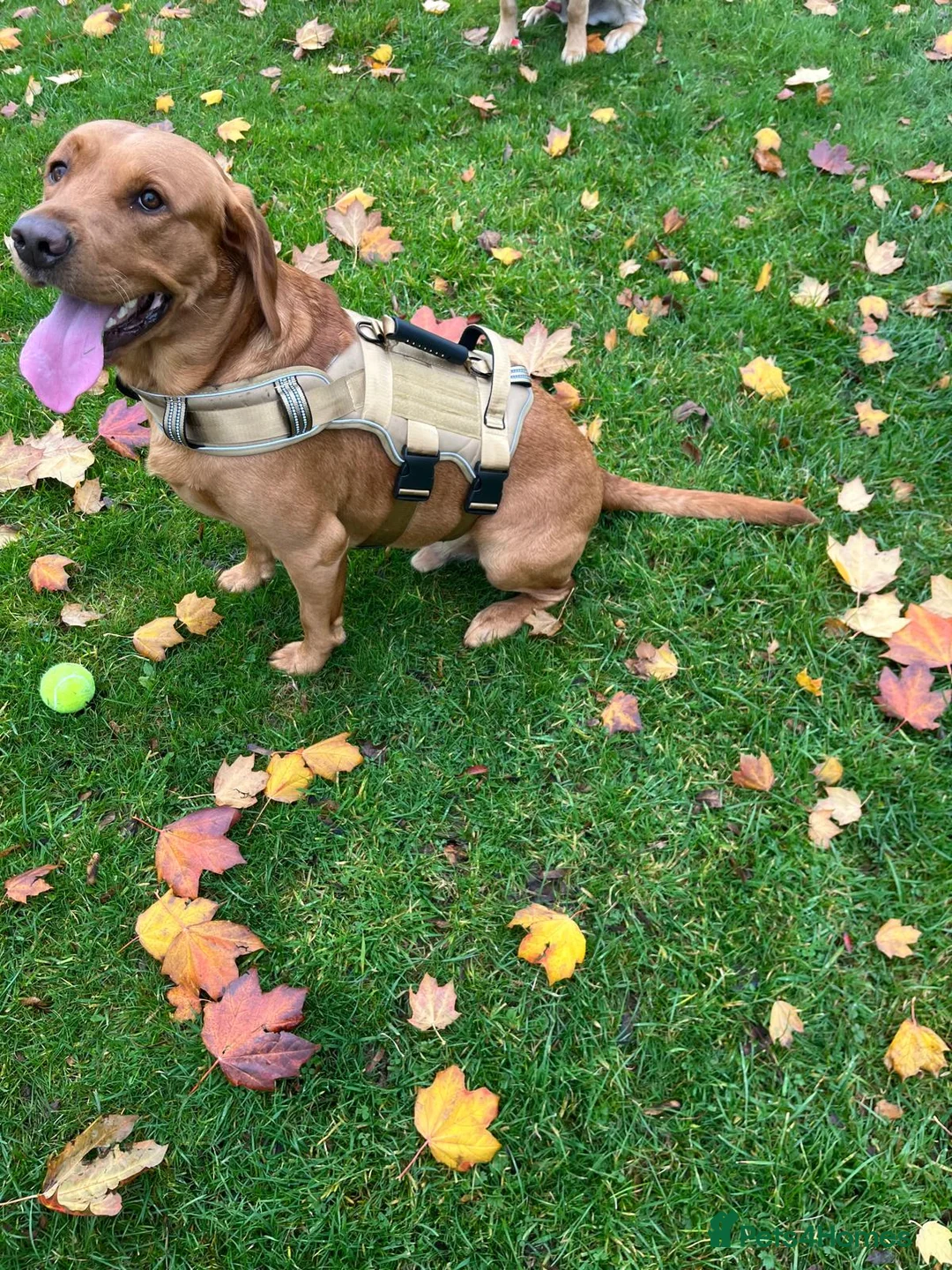 Labrador Retriever dogs for stud: Excellent labrador for stud  - Advert 1