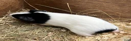 Guinea Pig rodents for sale: Female - sow Dutch guinea pigs - Advert 7