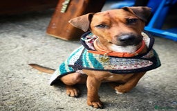 Patterdale Terrier dogs for sale: 7 Year Old Male Patterdale  - Image 1