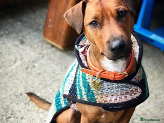 Patterdale Terrier dogs - Advert 1