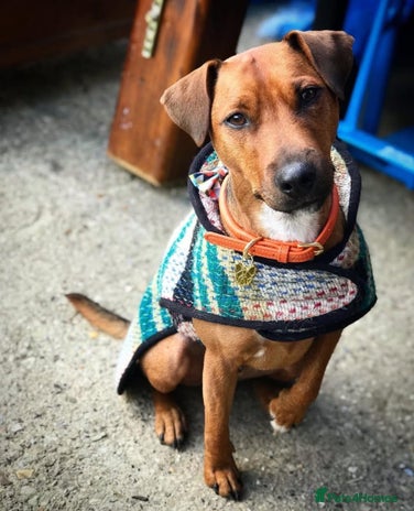 Patterdale Terrier dogs - Advert 1