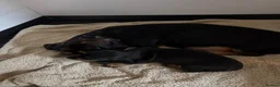 Miniature Dachshund dogs for sale: 🤩 1 stunning miniature dachshund 🤩 - Advert 2