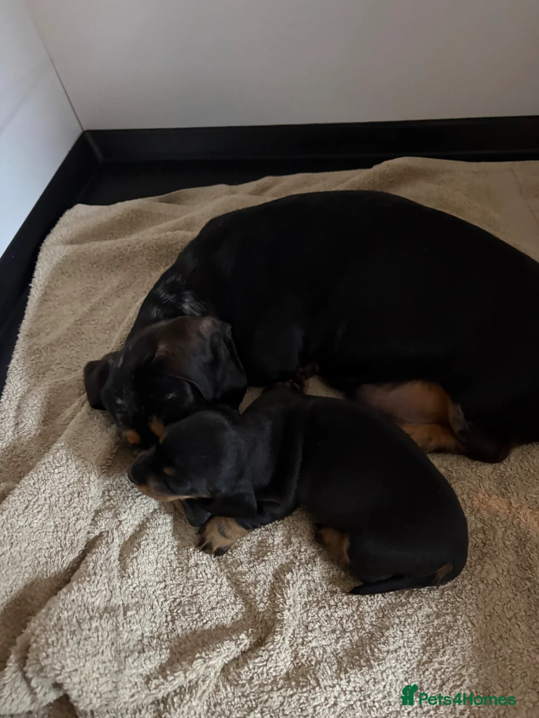 Miniature Dachshund dogs for sale: 🤩 1 stunning miniature dachshund 🤩 - Advert 2