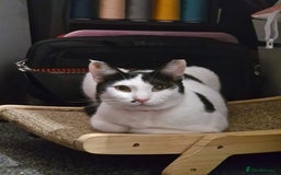 Mixed Breed cats for adoption: Indoor Rescue Lucy  - Advert 1