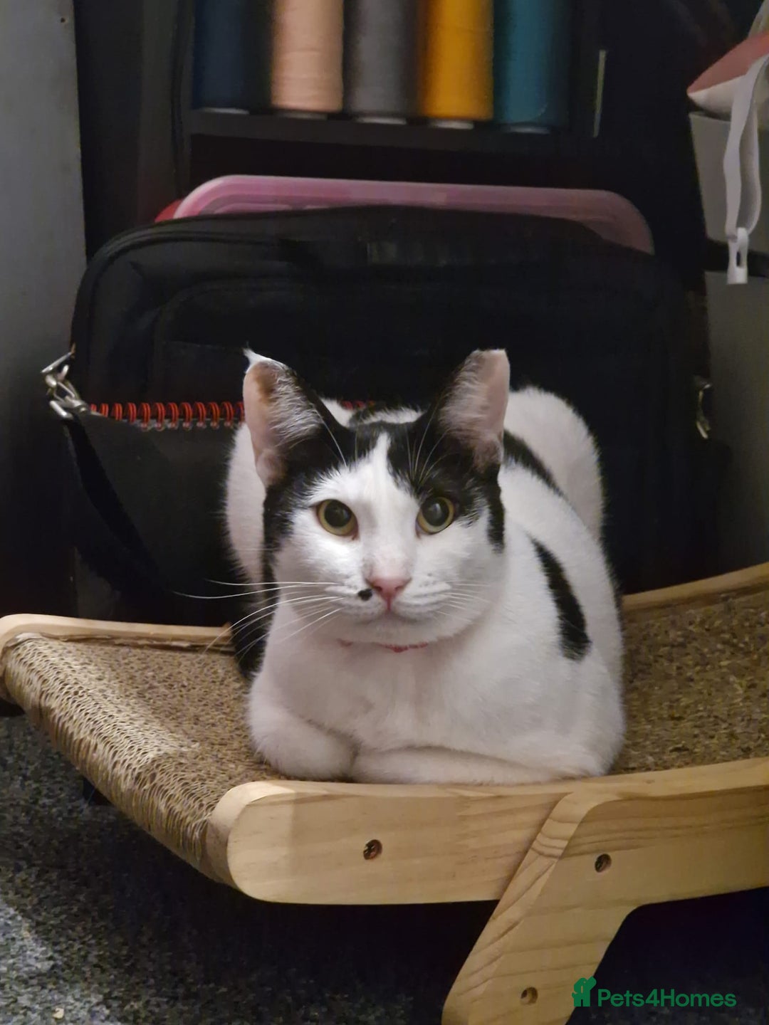 Mixed Breed cats for adoption: Indoor Rescue Lucy  - Advert 1