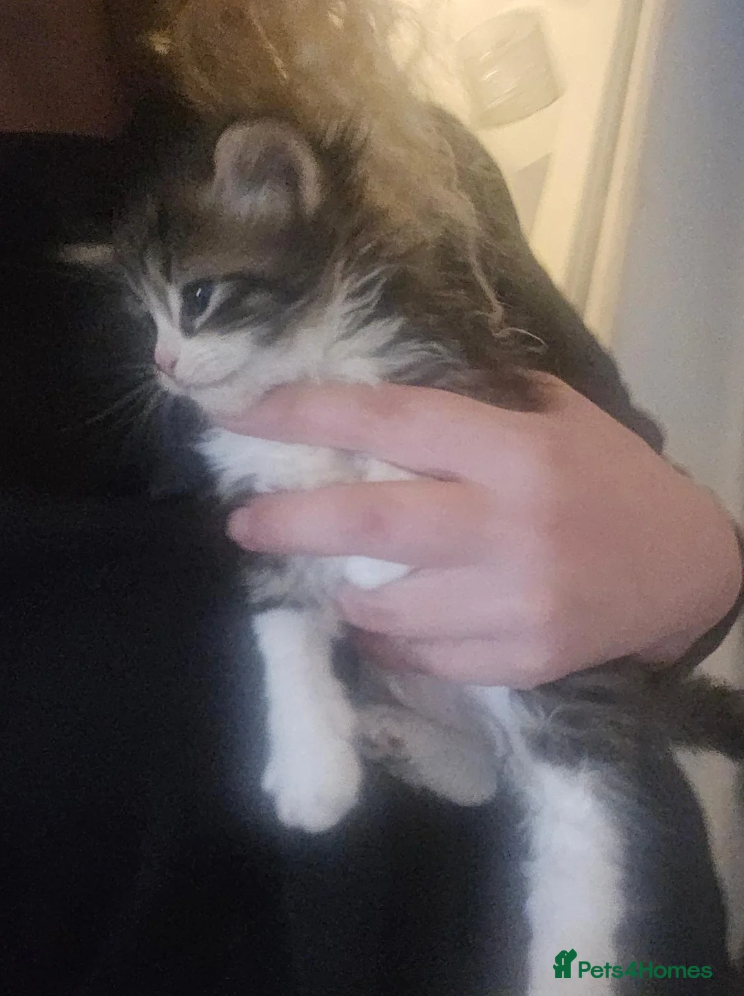 Mixed Breed cats for sale: 6 gorgeous kittens  - Advert 2