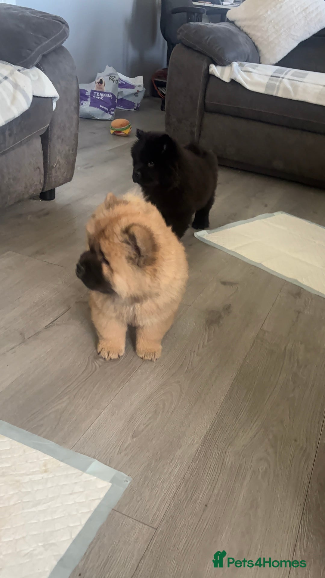 Chow Chow dogs for sale: 🤍  1 STUNNING GIRL LEFT 🐾 READY TO LEAVE 🐾 - Image 32