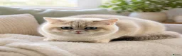 British Shorthair cats for stud: Exquisite blue golden import stud - Advert 7