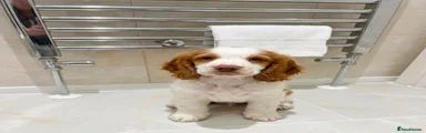 Cocker Spaniel 1