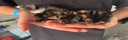 Guinea Pig rodents for sale: Baby guinea pigs - Advert 11