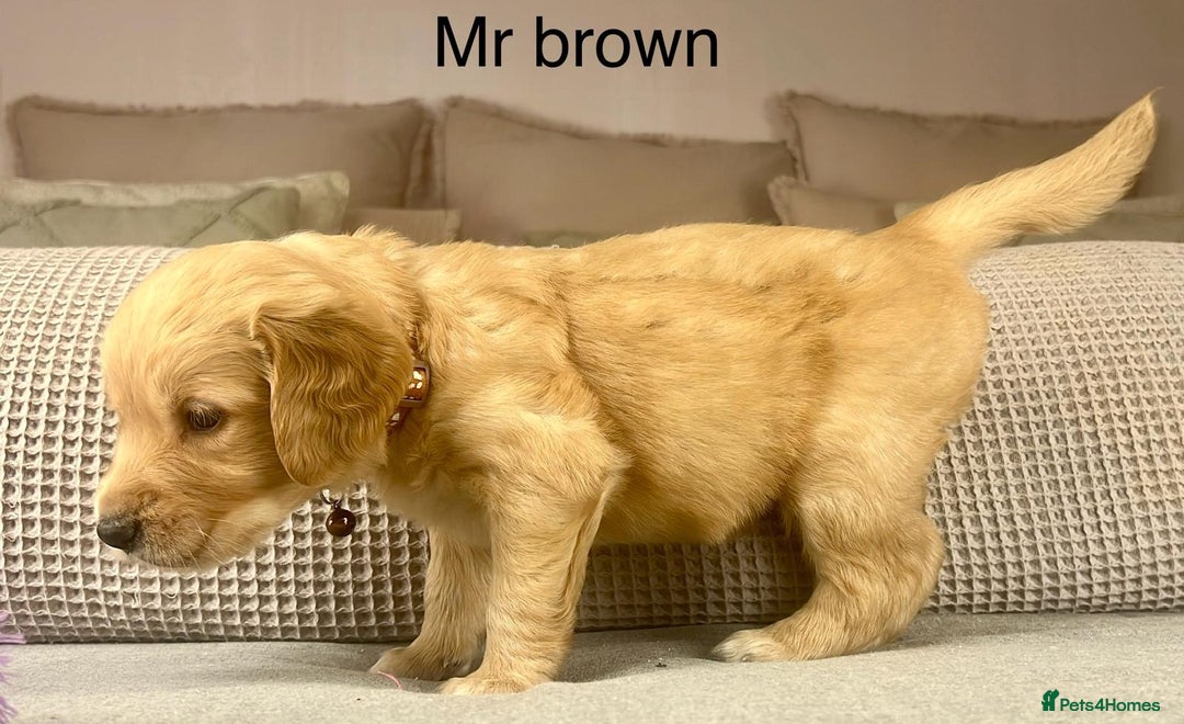 Goldendoodle dogs for sale: These will be stunning adults. Real head turners. - Advert 7