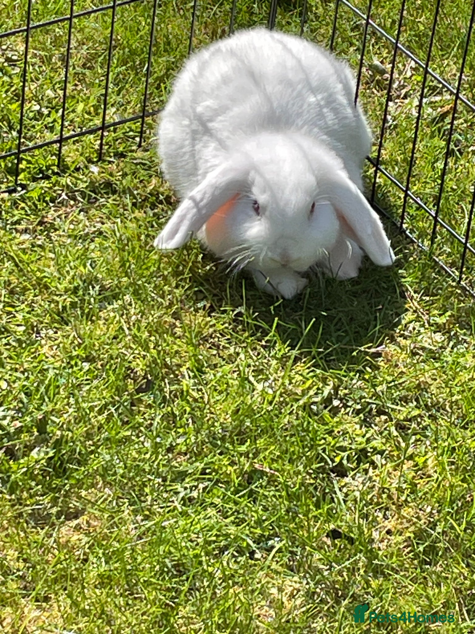 Mini Lop rabbits Beautiful mini lops - Advert 2