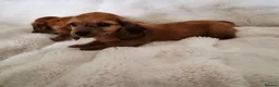 Miniature Dachshund dogs for sale: Longhair miniature dachshund puppys  - Advert 15