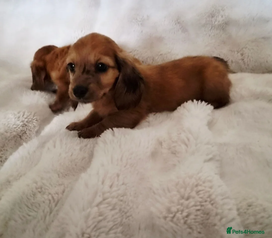 Miniature Dachshund dogs for sale: Longhair miniature dachshund puppys  - Advert 15