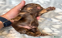 Cocker Spaniel dogs for sale: Champion bred KC health tested cockers  - Image 3