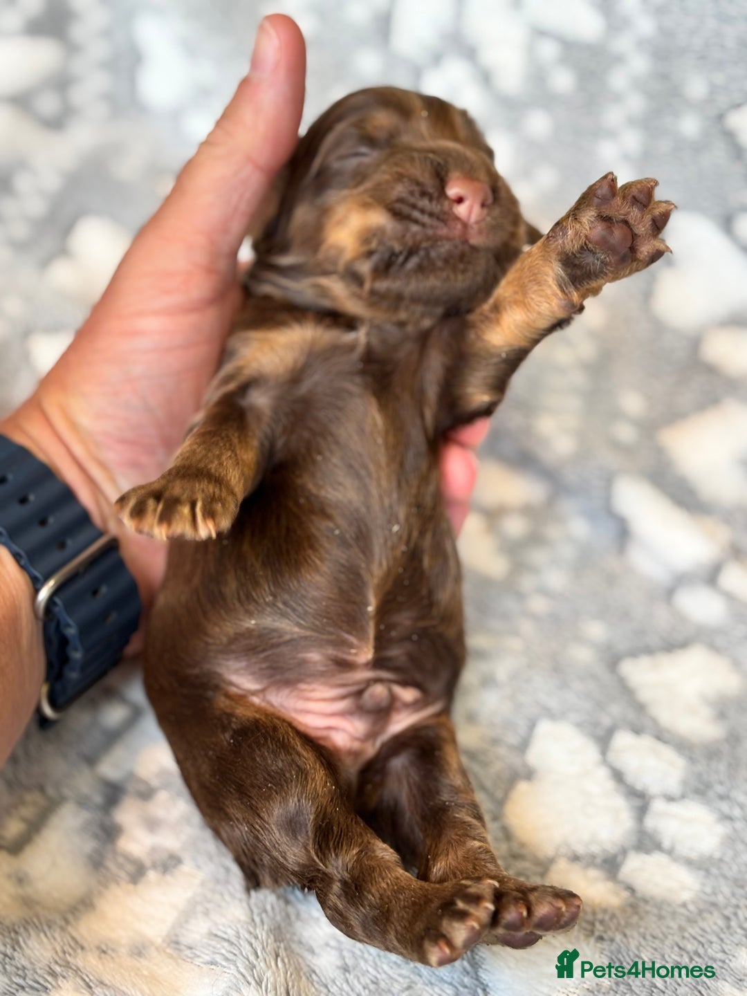 Cocker Spaniel dogs for sale: Champion bred KC health tested cockers  - Image 3