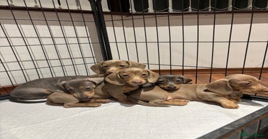 Miniature Dachshund dogs - Advert 1
