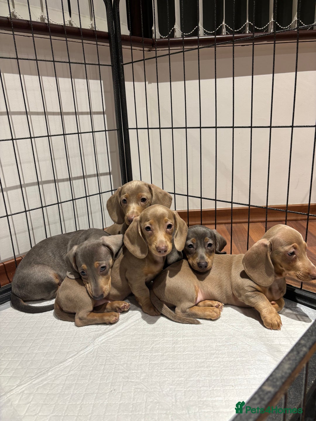 Miniature Dachshund dogs for sale: Outstanding Minature Dachshunds Puppies For Sale  - Image 3