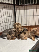 Miniature Dachshund dogs - Advert 3