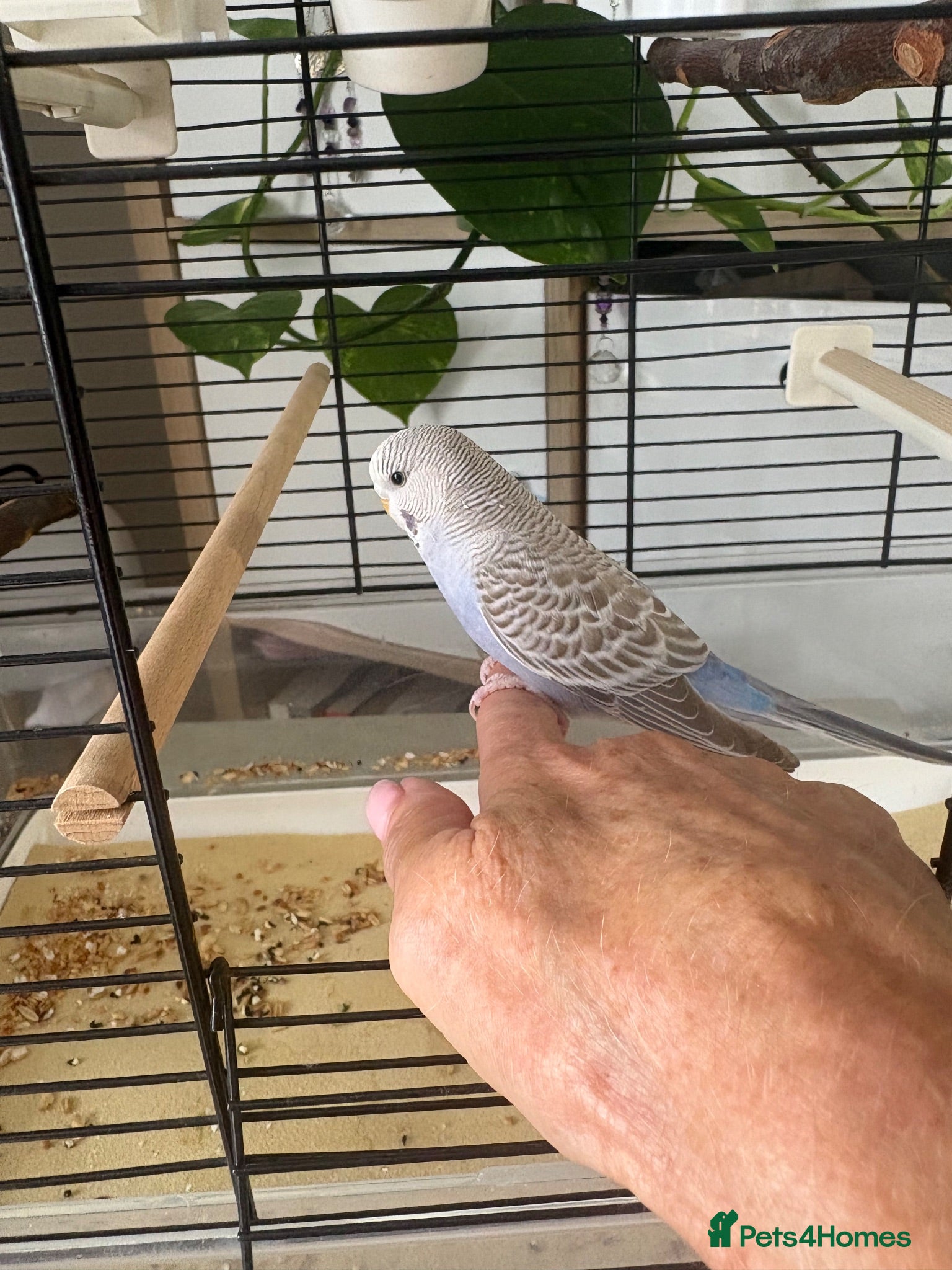 Budgerigars birds Finger tame friendly 10week old budgie with cage  - Advert 1