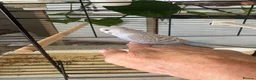 Budgerigars birds for sale: Finger tame friendly 10week old budgie with cage  in Worcester - Advert 1