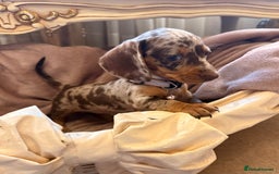 Dachshund dogs for sale: KC one little girl left STANDARD dachshund puppy  - Image 12