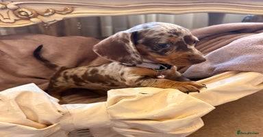 Dachshund dogs - Advert 4