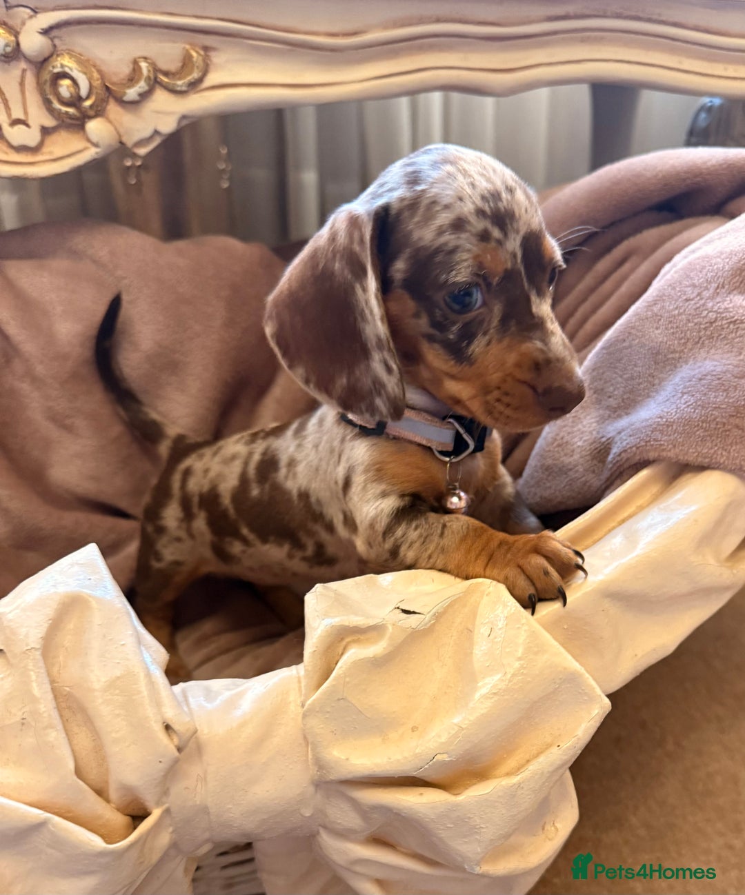 Dachshund dogs for sale: KC one little girl left STANDARD dachshund puppy  - Image 12