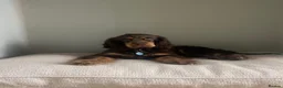 Cocker Spaniel dogs for sale: KC Registered Show Cocker Puppy in Bath - Advert 4