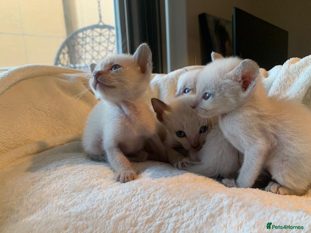 Tonkinese cats for sale: 5 Tonkinese kittens - Advert 4
