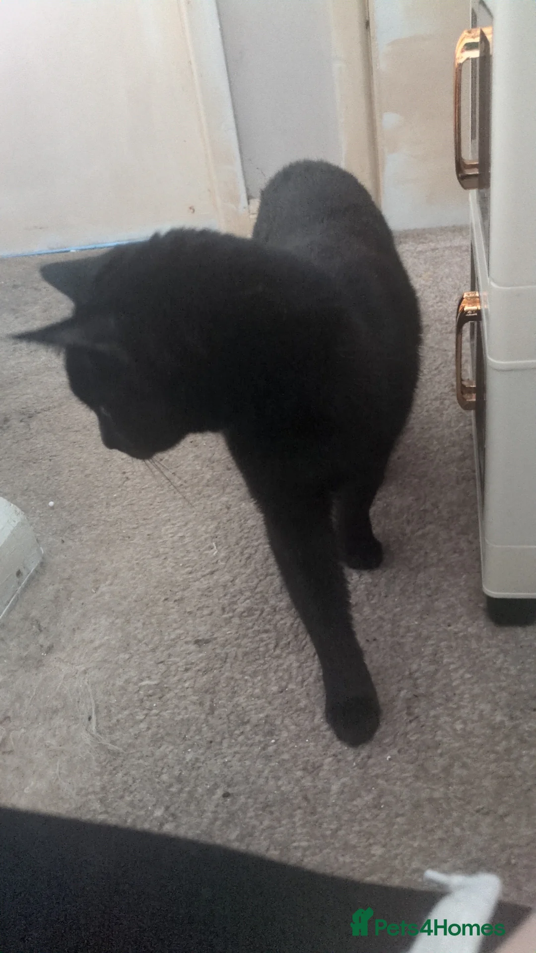 Mixed Breed cats for sale: Urgent rehoming today!  - Advert 2