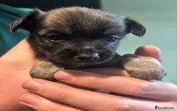 Chihuahua dogs for sale: Boy long haired chihuahua puppies  - Image 2