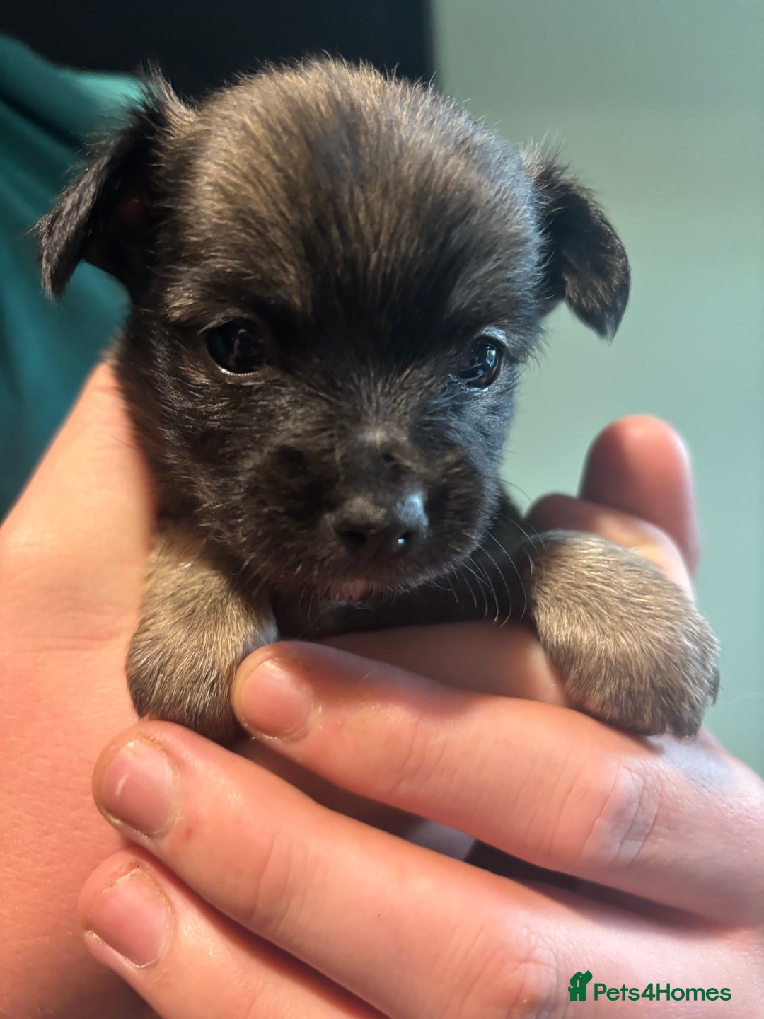 Chihuahua dogs for sale: Boy long haired chihuahua puppies  - Image 2
