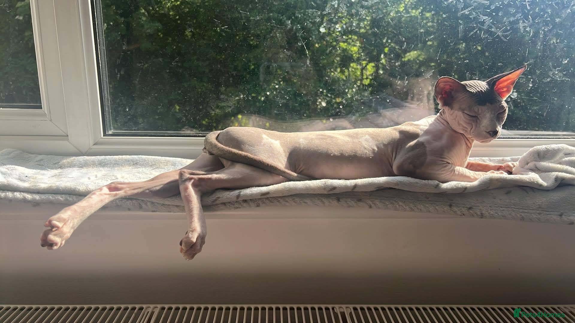Sphynx cats 2 year old male Sphynx  - Advert 5