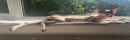 Sphynx cats for sale: 2 year old male Sphynx  - Advert 1