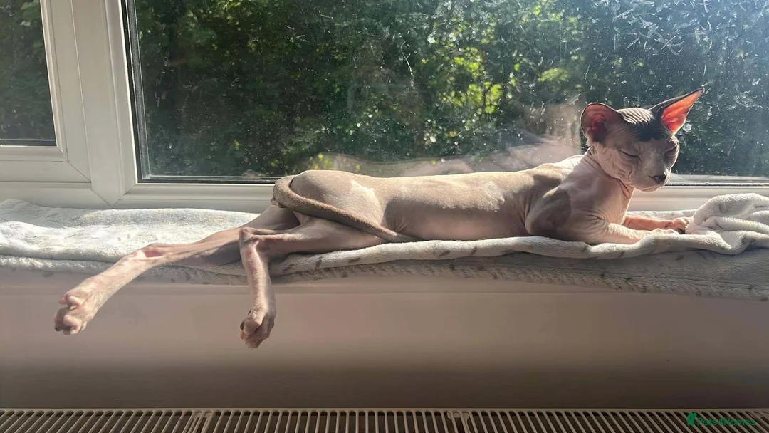 Sphynx cats for sale: 2 year old male Sphynx  - Advert 1