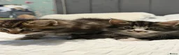 Mixed Breed cats for sale: BEAUTIFUL HOME REARED TABBY KITTENS ready 19/08/26 - Advert 35