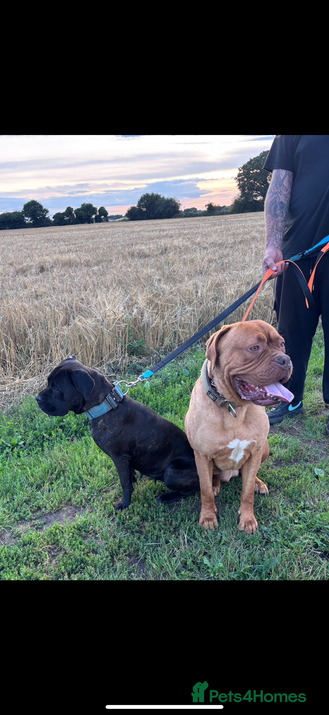Mixed Breed dogs for sale: Cane Corso and Dogue de Bordeaux - Advert 5