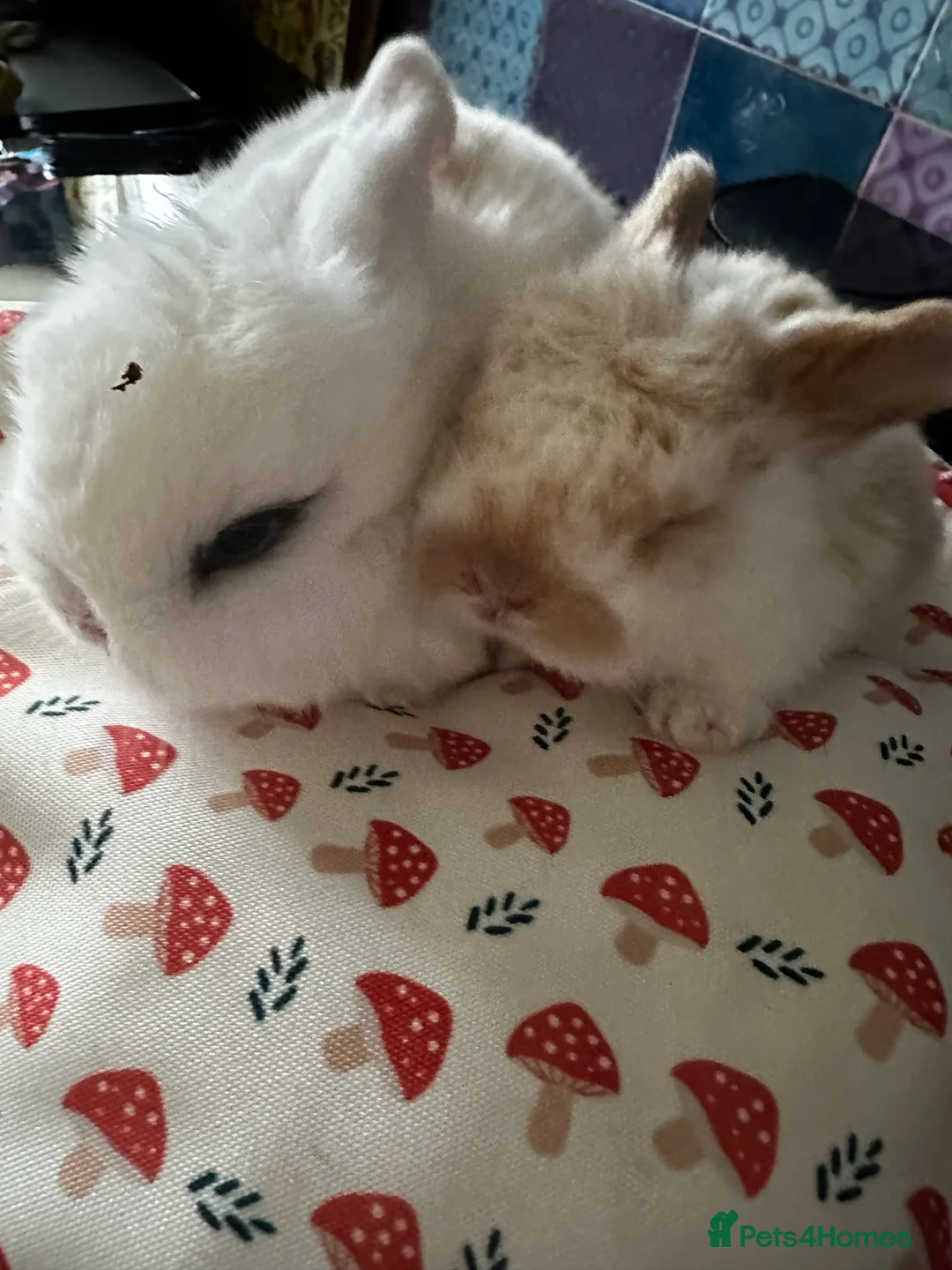 Mini Lop rabbits for sale: Mini lop babies-exceptionally well handled - Advert 1