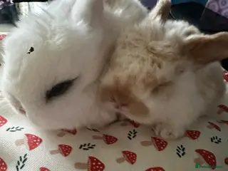 Mini Lop rabbits Mini lop babies-exceptionally well handled - Advert 6