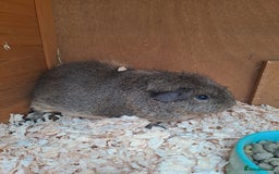 Guinea Pig rodents for sale: Gorgeous guinea pigs in search of new loving homes - Image 3