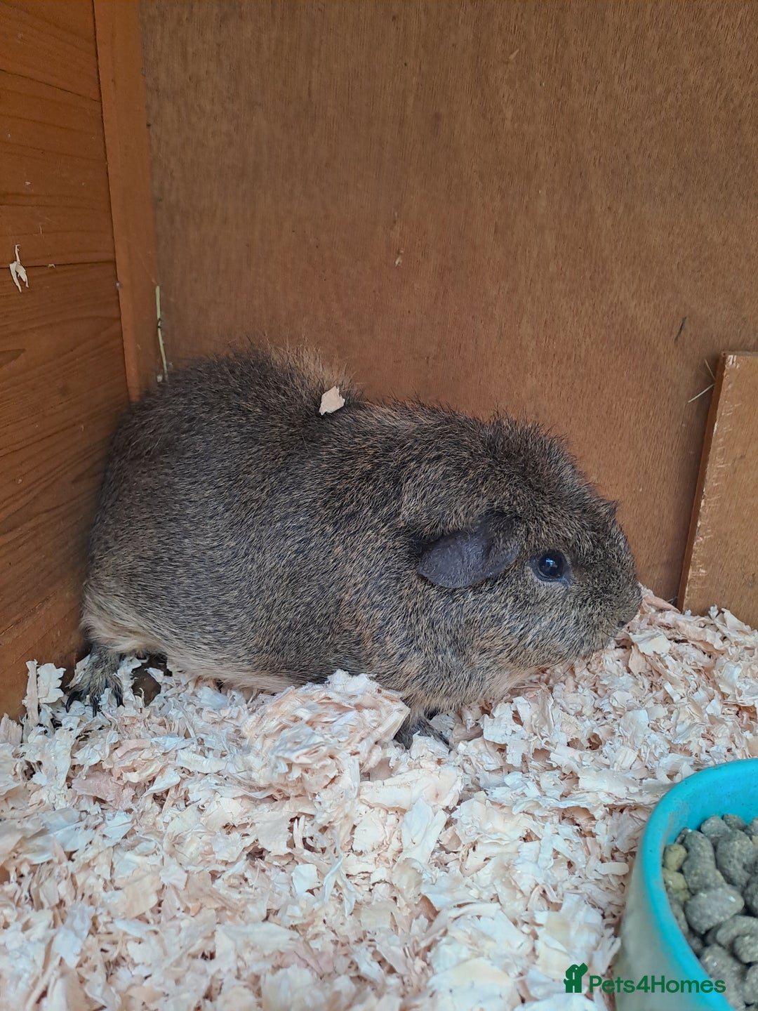Guinea Pig rodents for sale: Gorgeous guinea pigs in search of new loving homes - Image 3