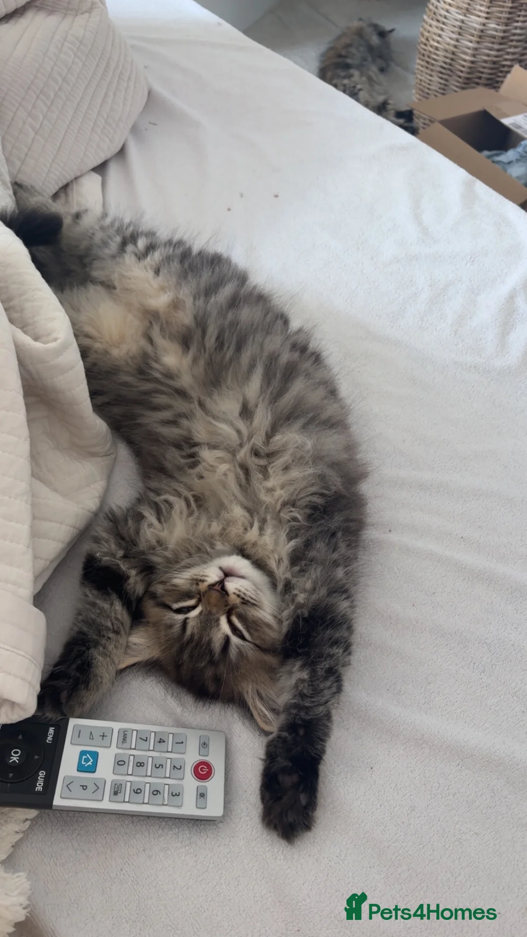 Persian cats for sale: Persian Chinchilla Male😻 - Advert 10