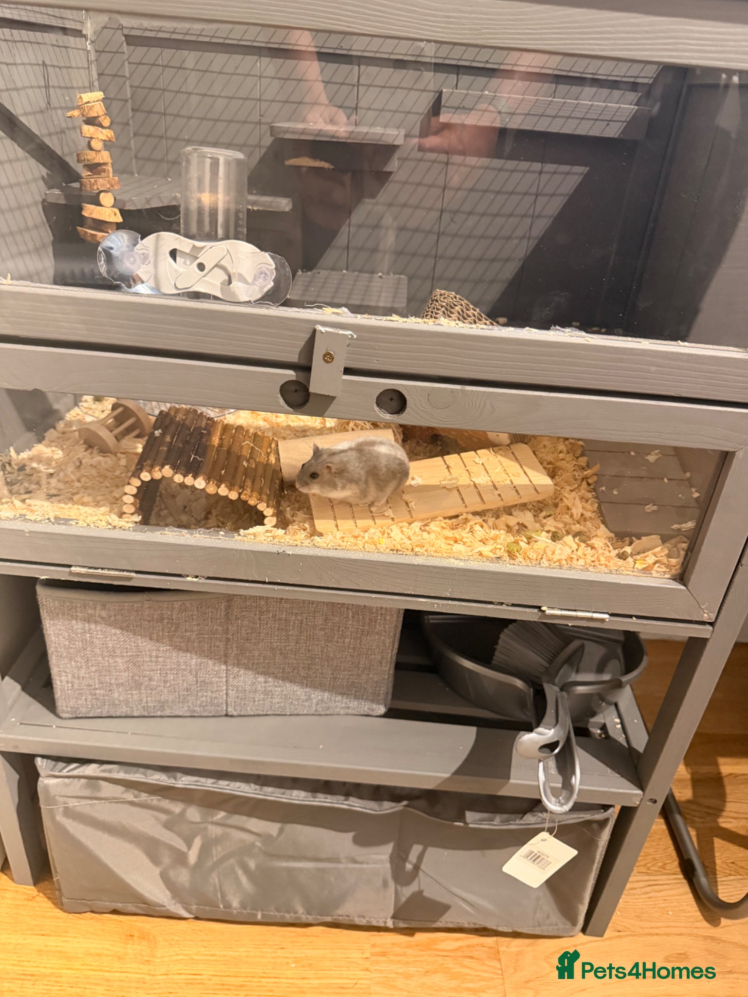 Hamster rodents for sale: Female Russian dwarf hamster  in Luton - Advert 3