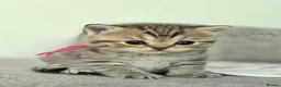 British Shorthair cats for sale: Gorgeous Golden Tabby ✨ British Shorthair Kitten ⭐ - Advert 34