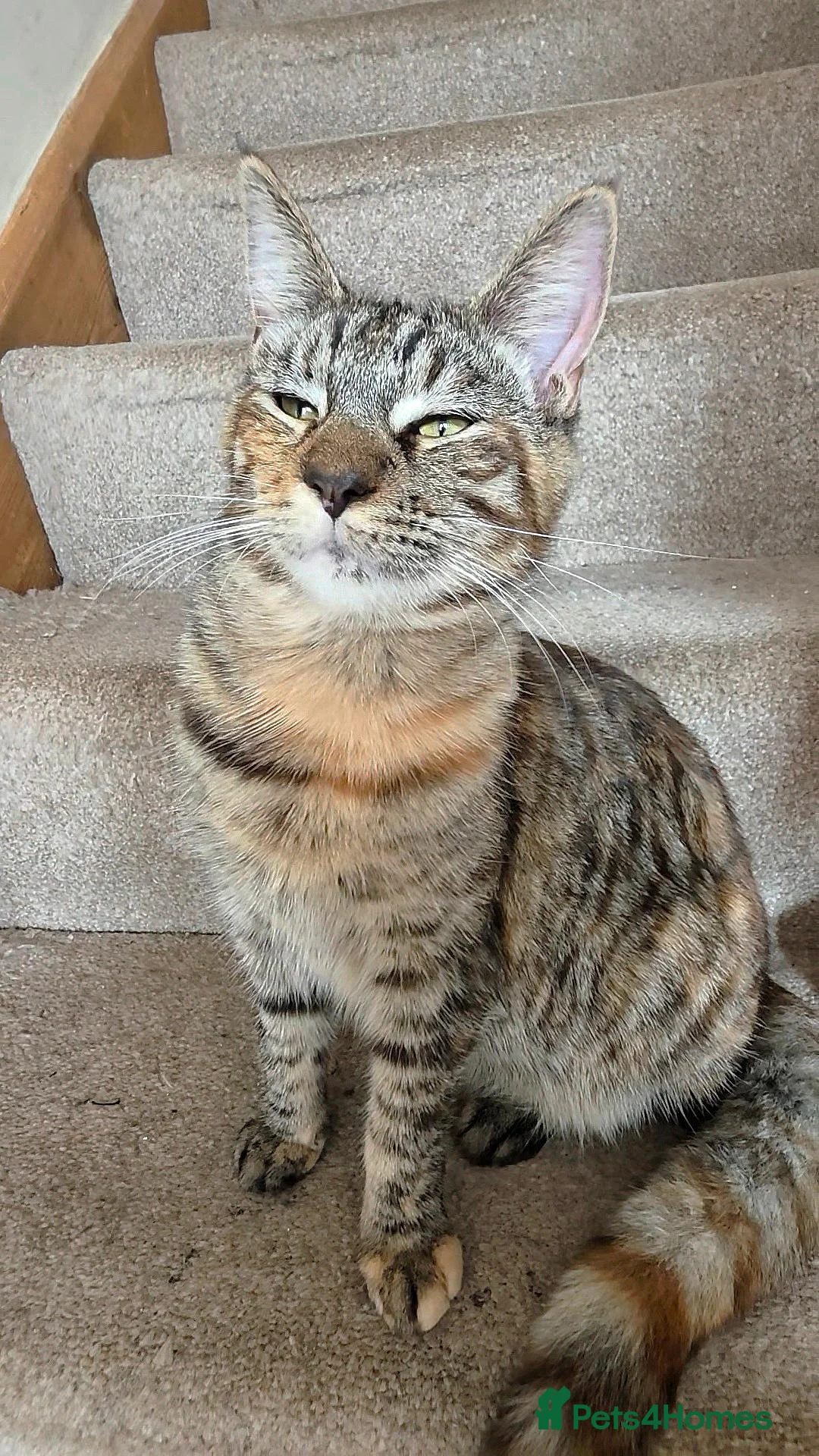 Mixed Breed cats for sale: Female cat for sale  - Advert 2